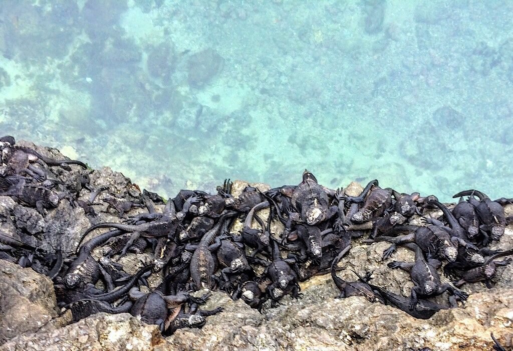 Galapagos Iguanas and Sharks