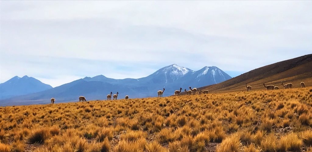 Vicuna heard in the Atacama