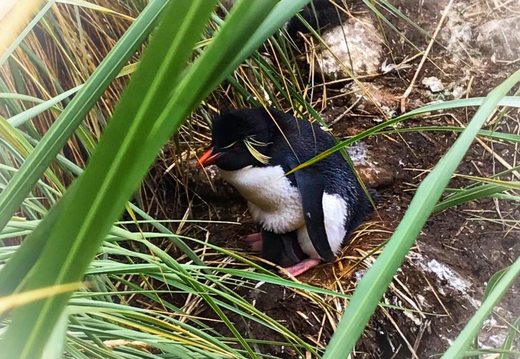 Rockhopper Penguin in the Tussock Grass on the Falkland Islands