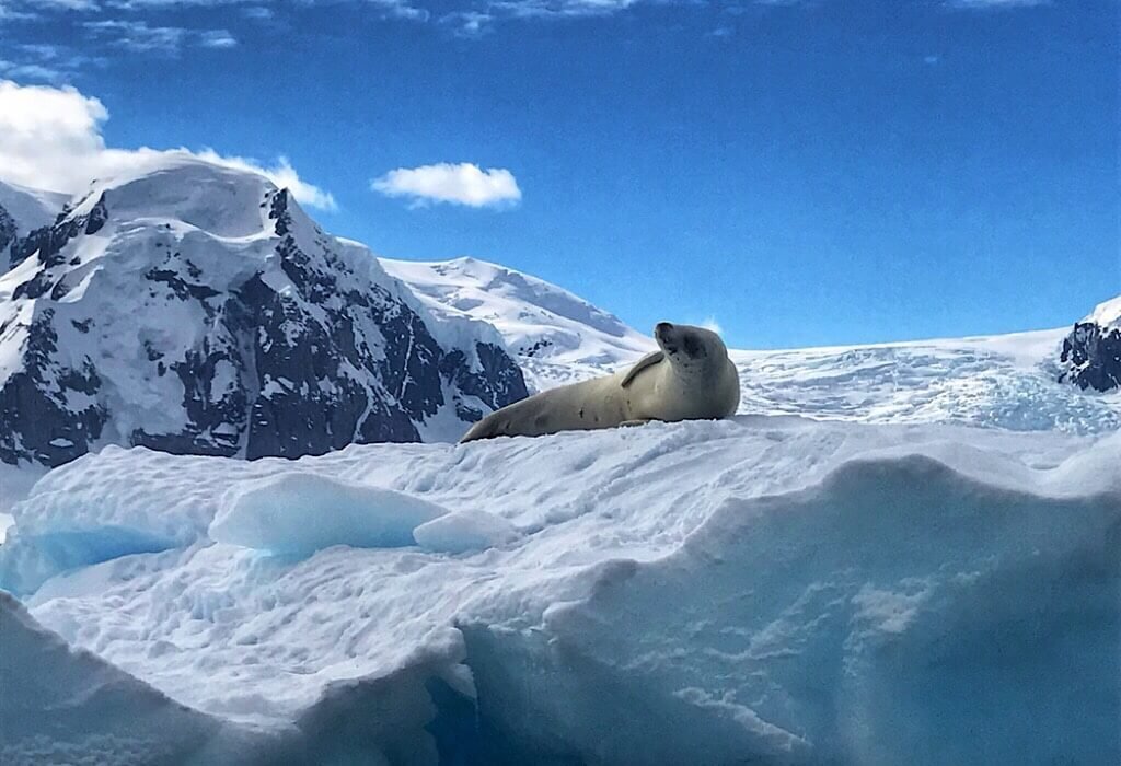 Seal on ice in Antarctica