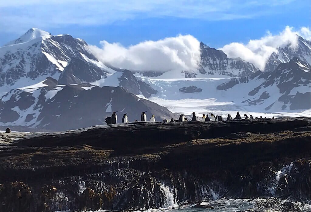 Penguins a rock ledge near shore with white capped mountains in the background on St Andrews Bay South Georgia