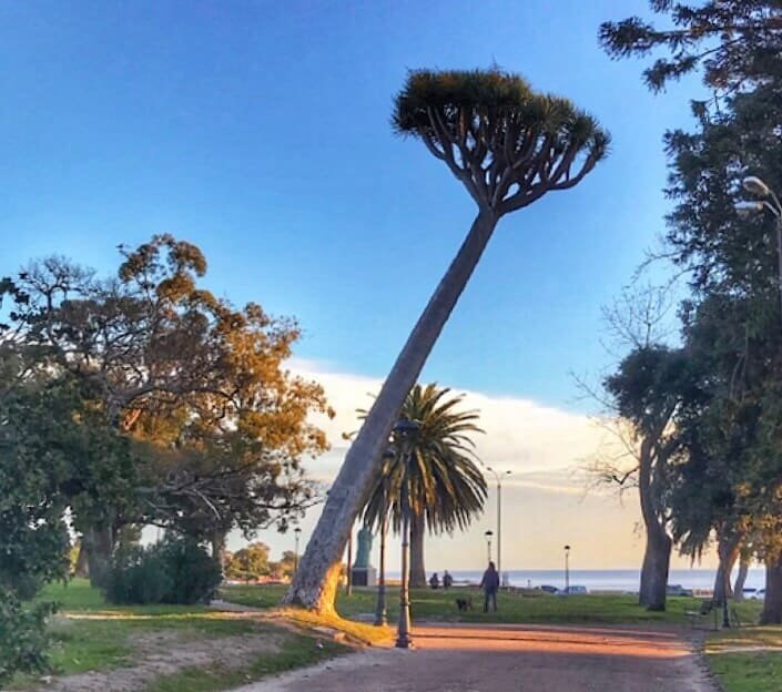 Cool tree in Uruguay