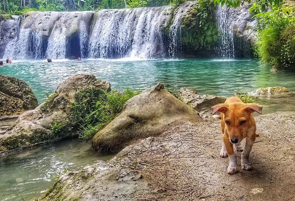 A small waterfall and swimming hole with a stray puppy that we hiked to while circling Siquijor