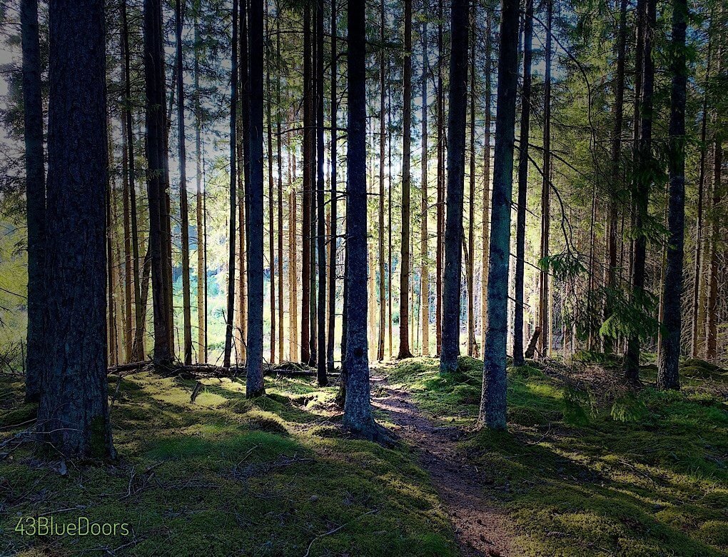 Moss covered forest floor under pine trees in Sweden. Sunlight filters through from the west