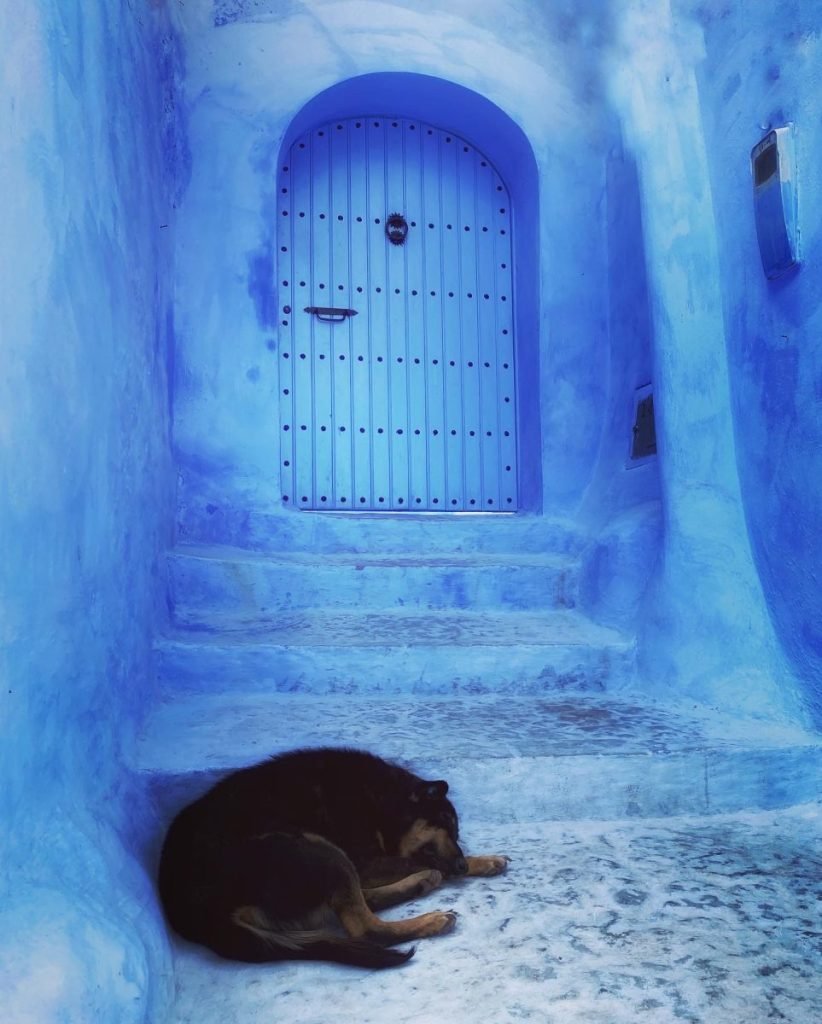 Dog sleeping in front of a blue door in Chefchaouen