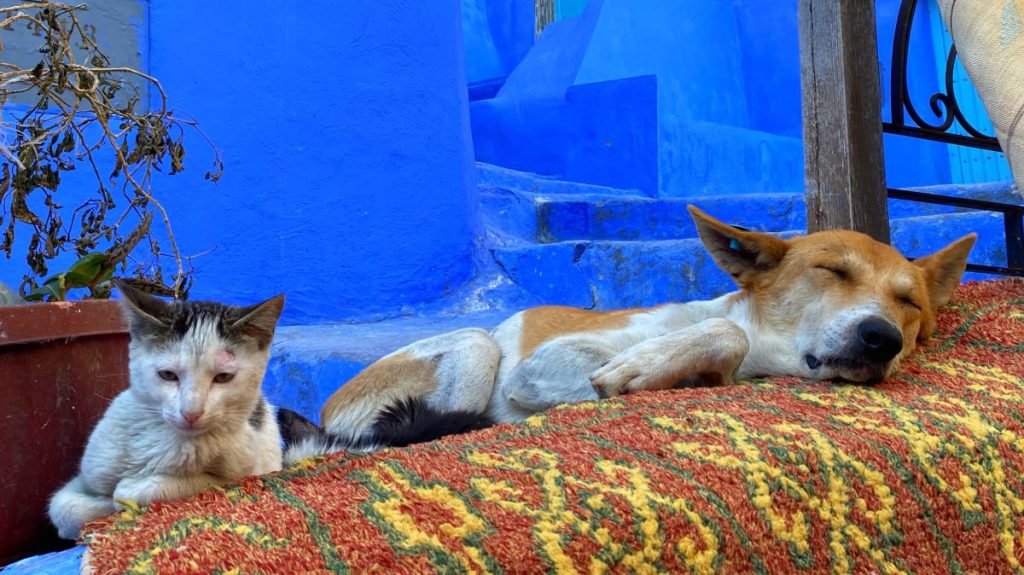 Cat and dog resting together on the street of Chefchaouen.