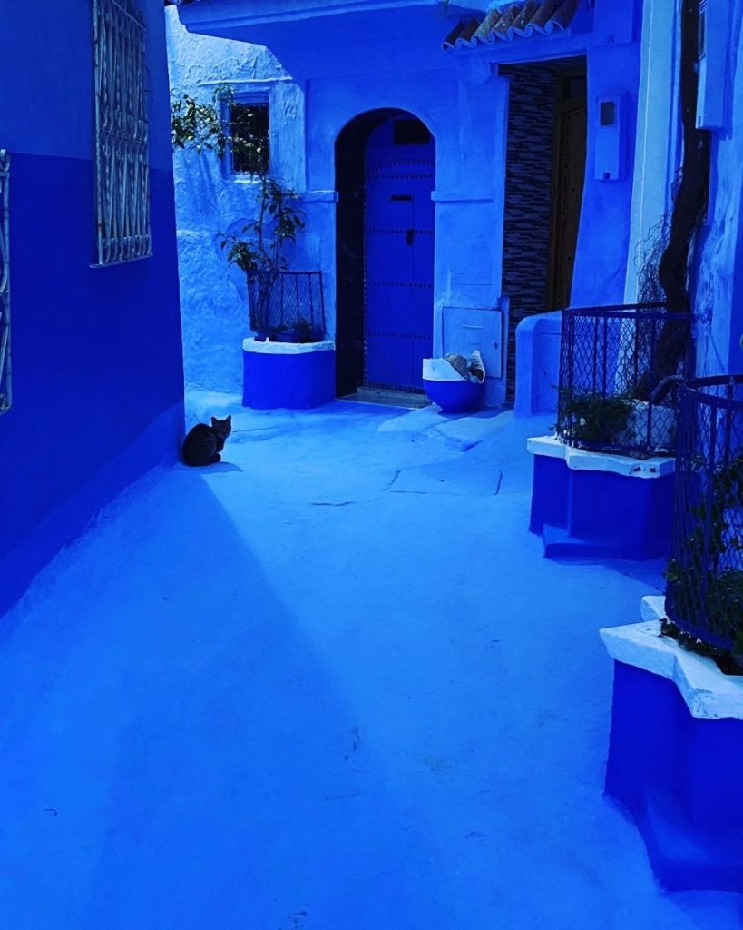 The blue alley outside our house. A kitten sits in the corner.