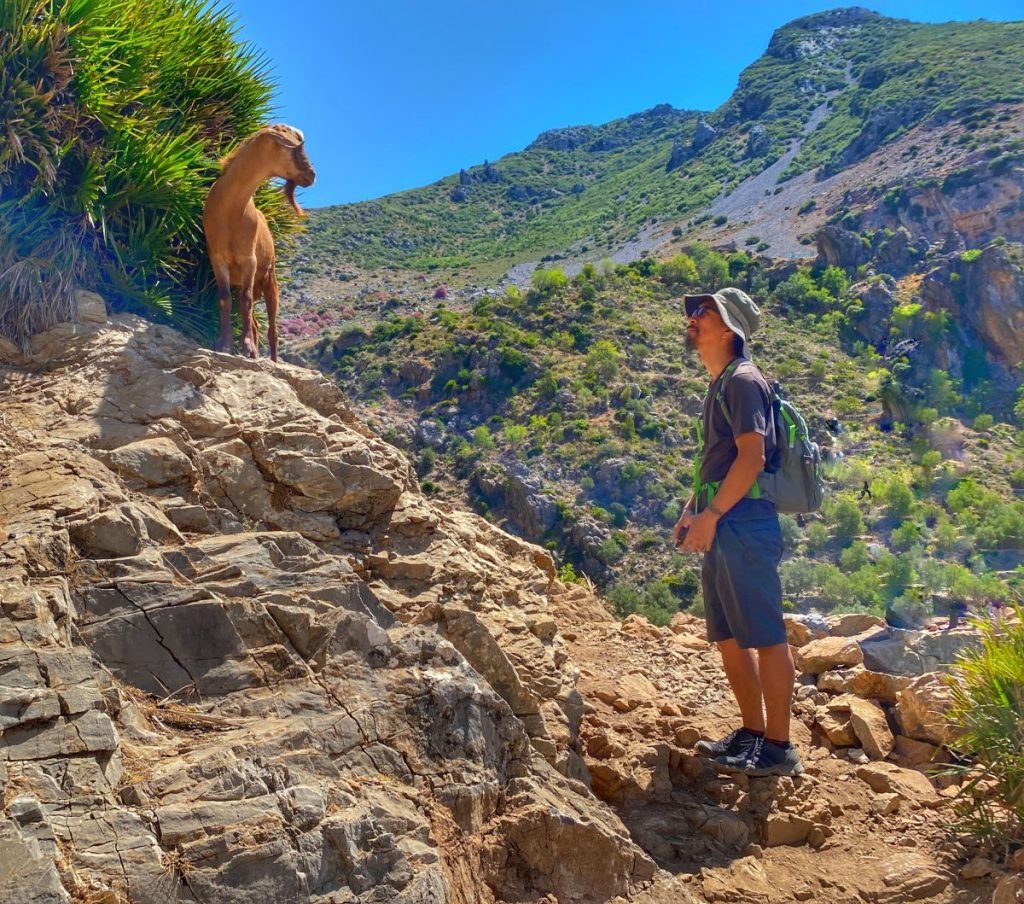 Trin and a goat staring at each other on a trail above Chefchaouen