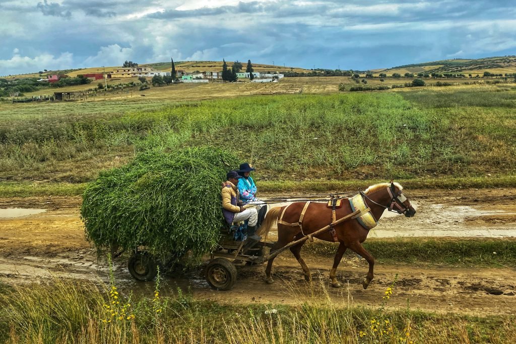 Two farmers on a buggy loaded with green harvest pulled by a healthy horse