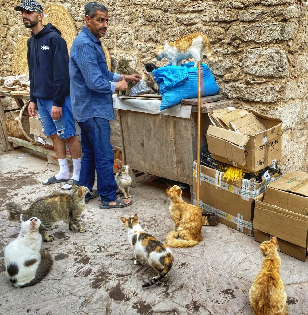 A clowder of cats waiting for fish from the fisherman in the market