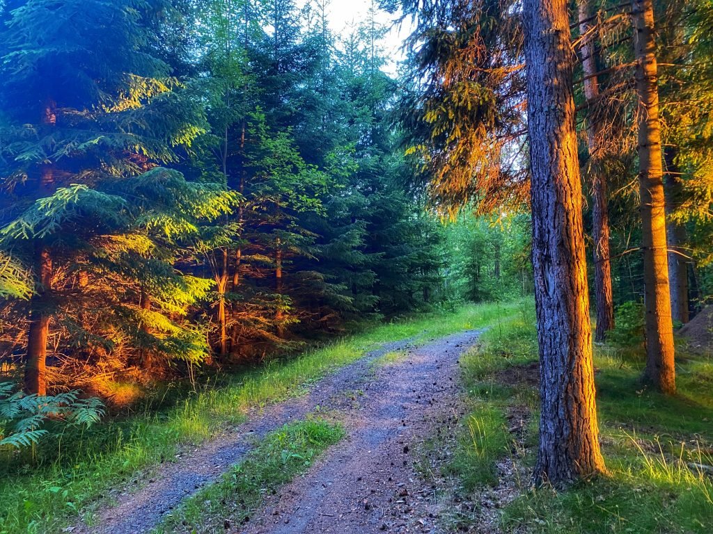 woods of Sweden