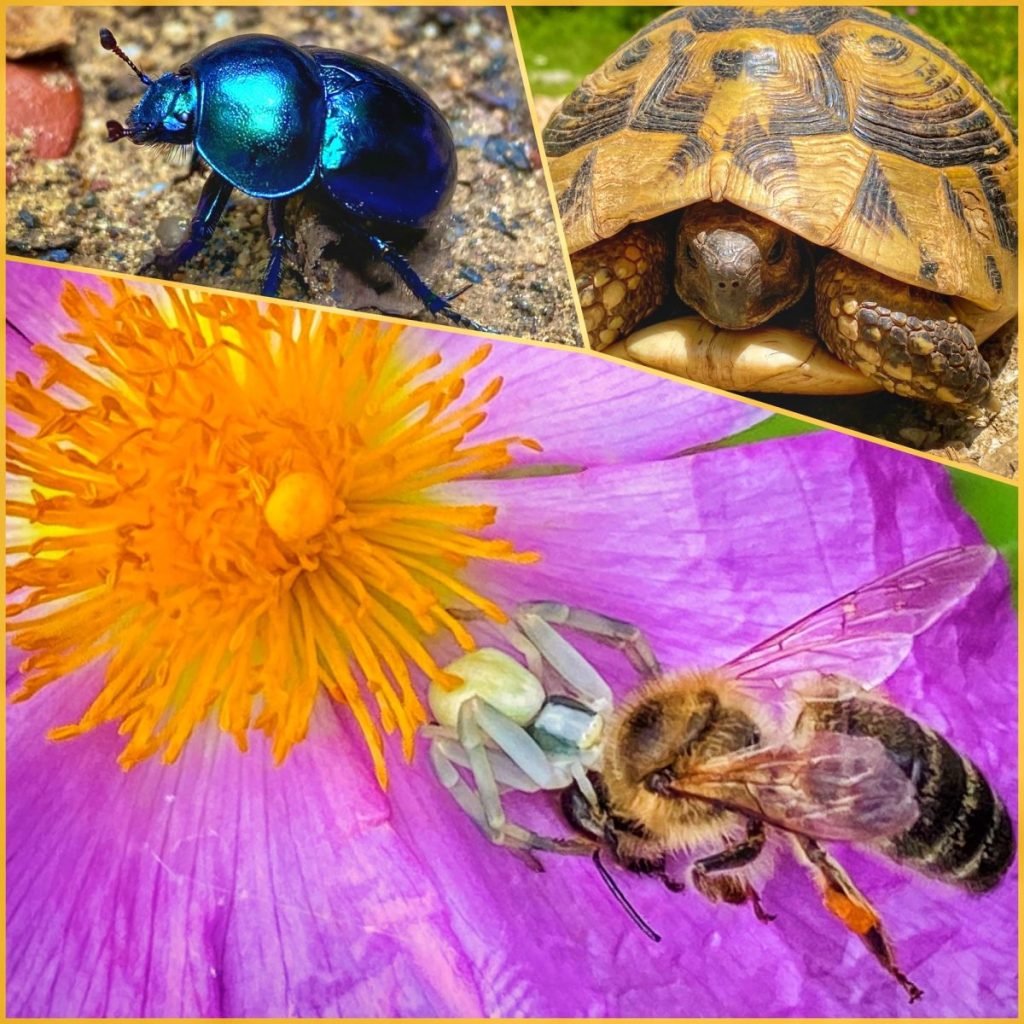 three photos: An iridescent beetle, a box turtle and a spider eating a bee who landed on his flower.