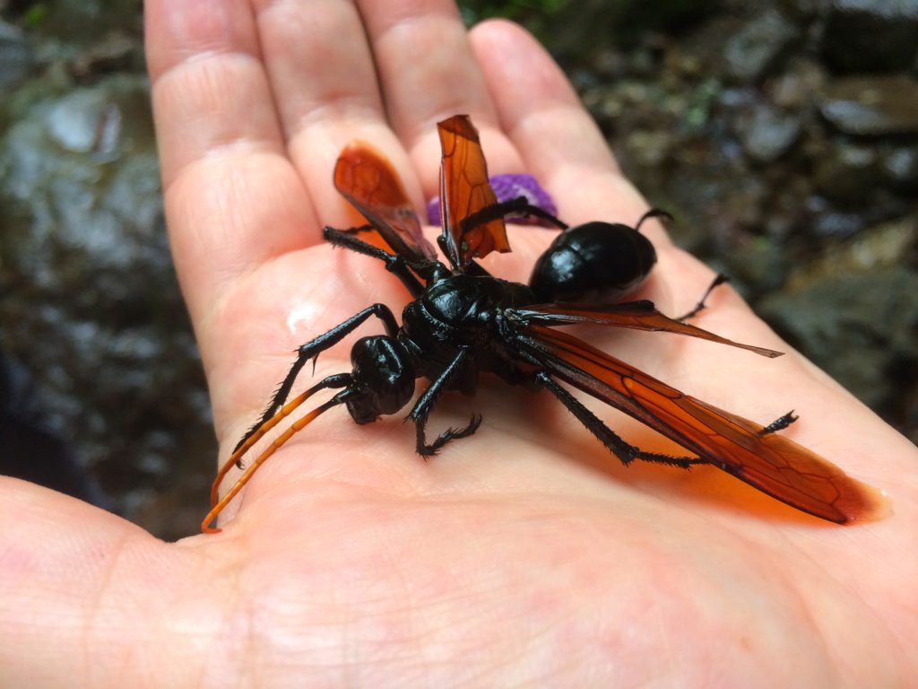 Hawk Wasp held by Bonnie