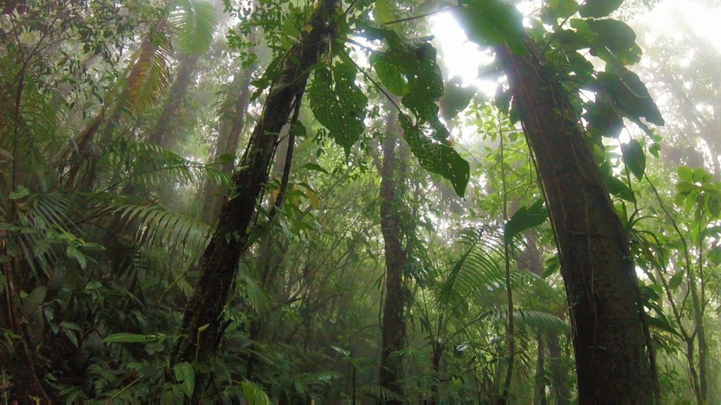 Volcano Jungle