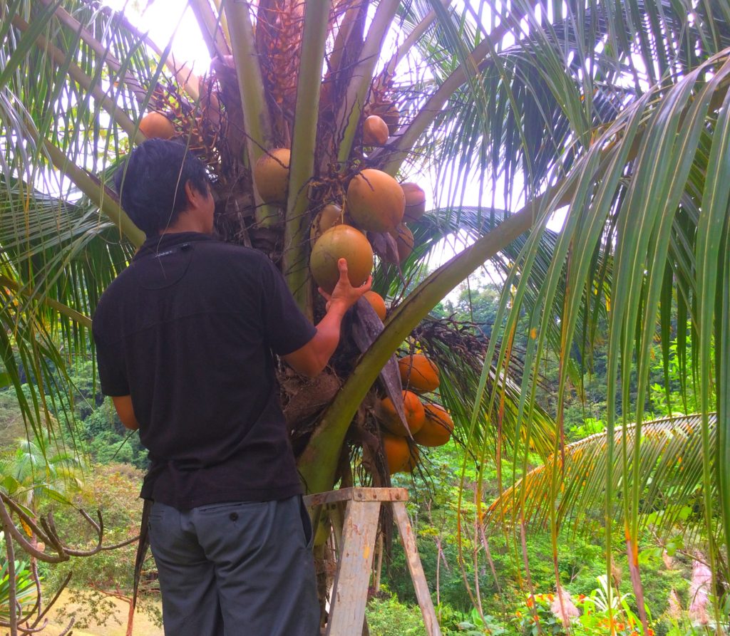 picking coconuts in the jungle