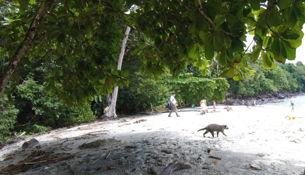Racoon in Manuel Antonio Park