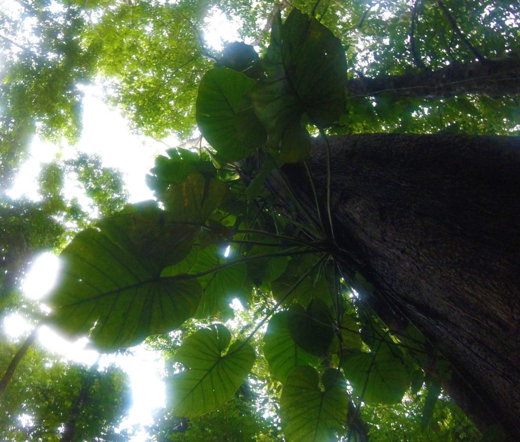 Trees in Manuel Antonio Park