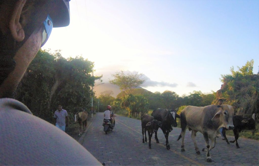 Cows on Ometepe