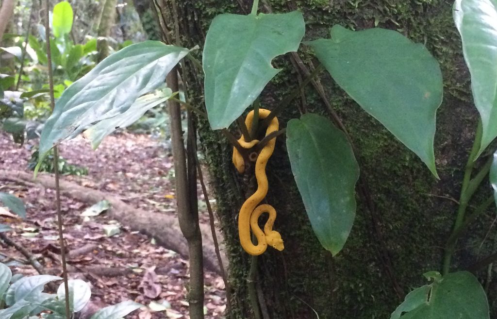 Yellow eyelash pit viper on a tree