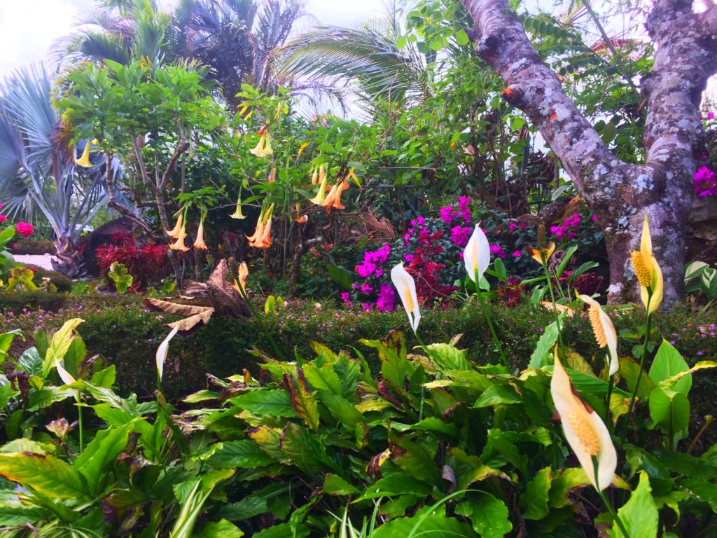 Flowers at the Hacienda