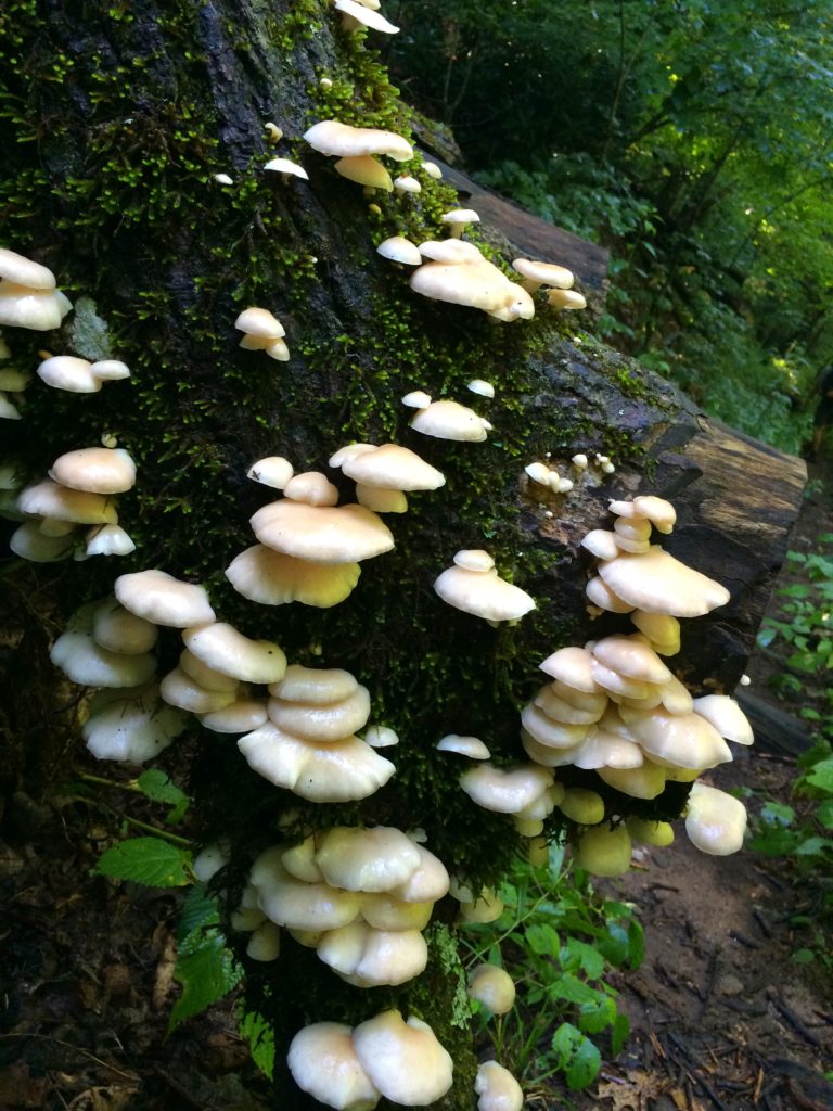 Fungi in the Great Smoky Mountains