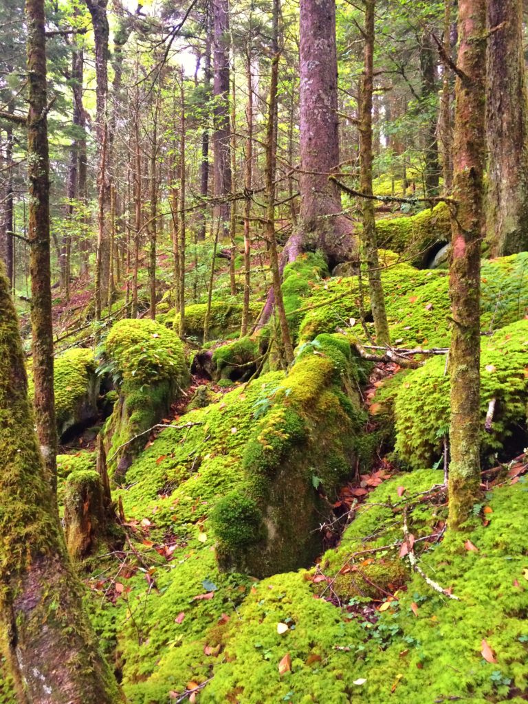 moss in the Great Smoky Mountains