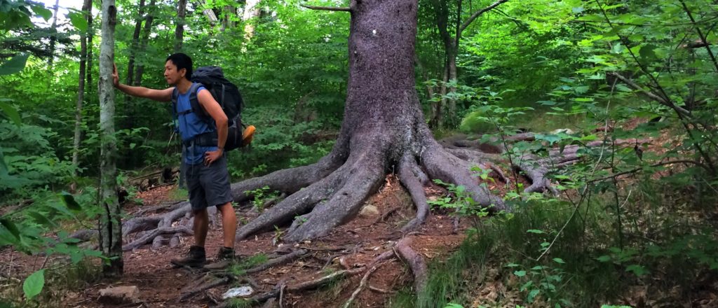 Trin with really cool tree roots in the Great Smoky Mountains