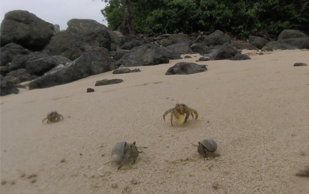 hermit in Coiba
