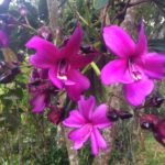 Flowers in Arvi Park