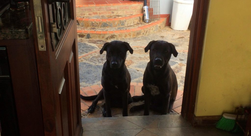 Two labs House sitting in Villa de Leyva