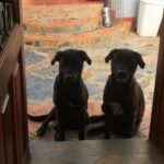 Two labs House sitting in Villa de Leyva