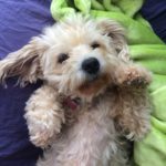 Lola the dog I fell in love with