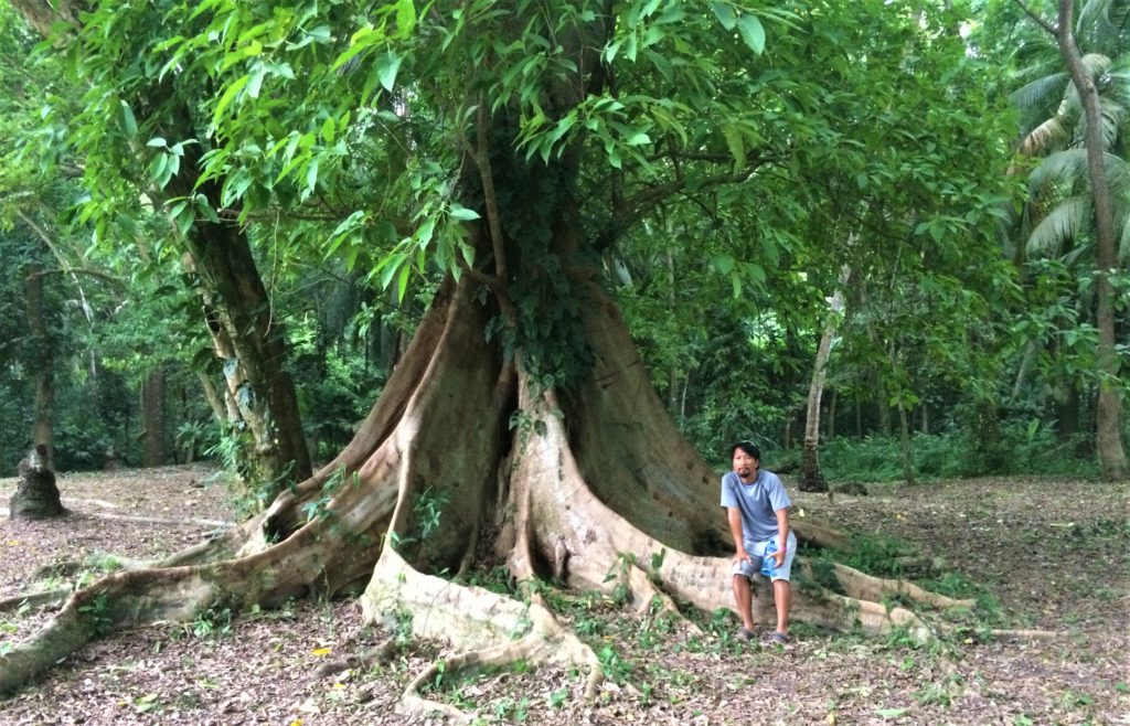 cool tree in Tayrona National Park north of Cartagena, Colombia