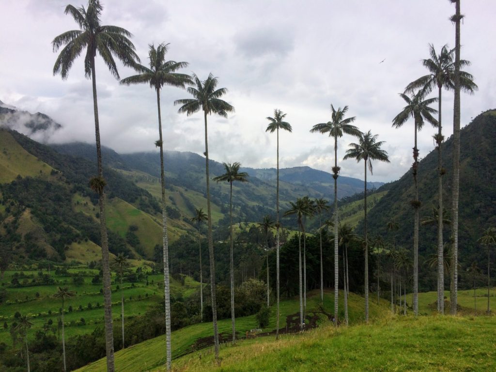 Wax Palm Trees of Cocora Valley, Colombia