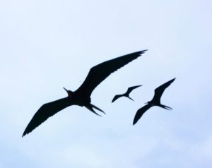 Frigatebird