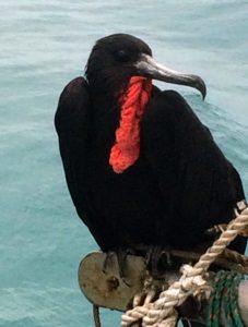 Frigatebird