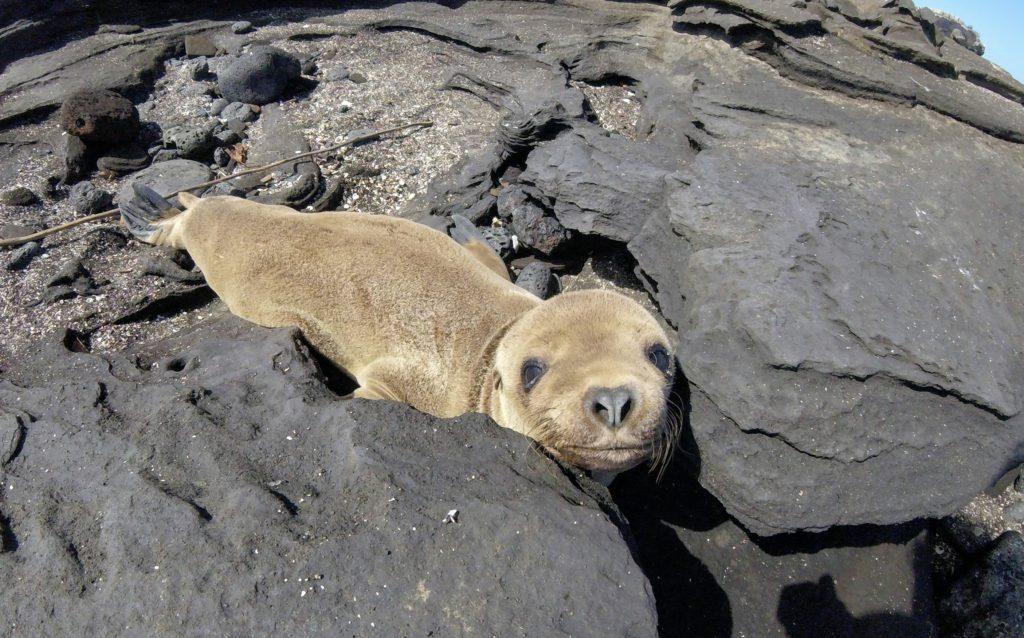 Baby Sea Lion