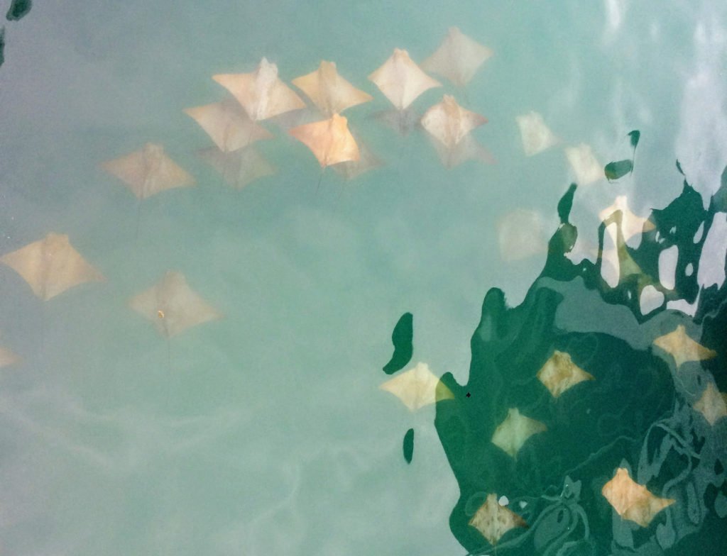 Rays