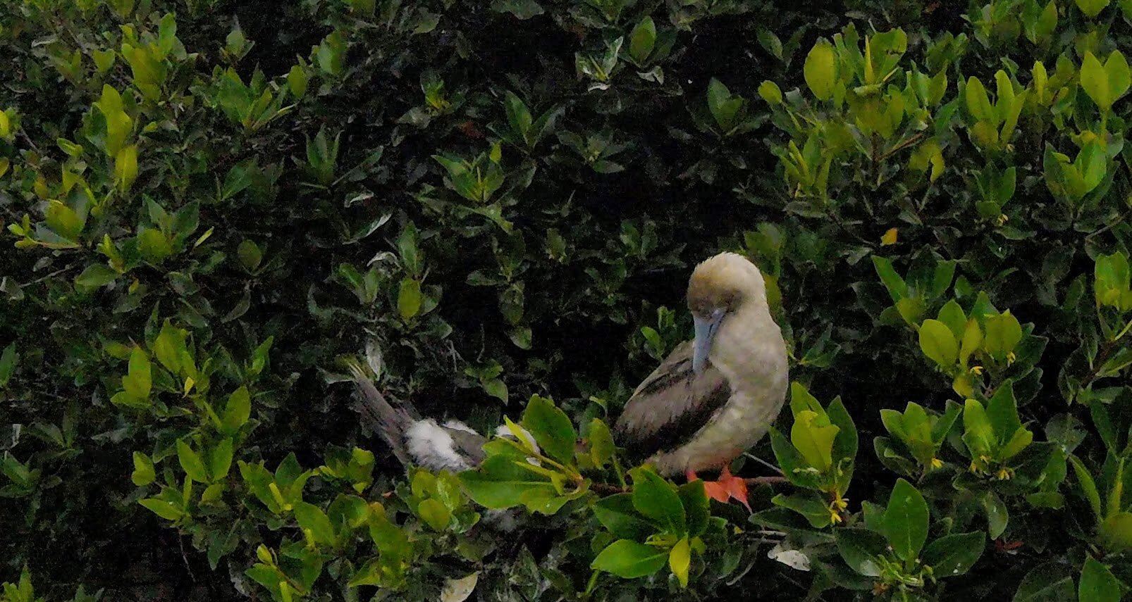 Red footed bobbie in Galapagos