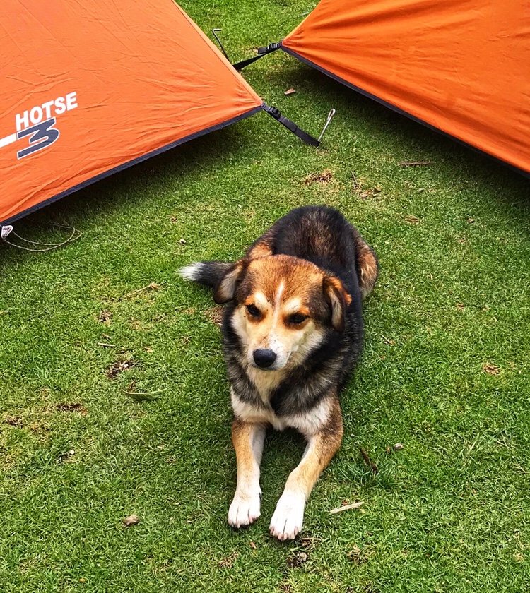 Andy the dog, our mascot on the Santa Cruz Trek