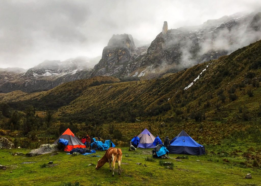 Cows wander freely through the campgrounds on the Santa Cruz Trek