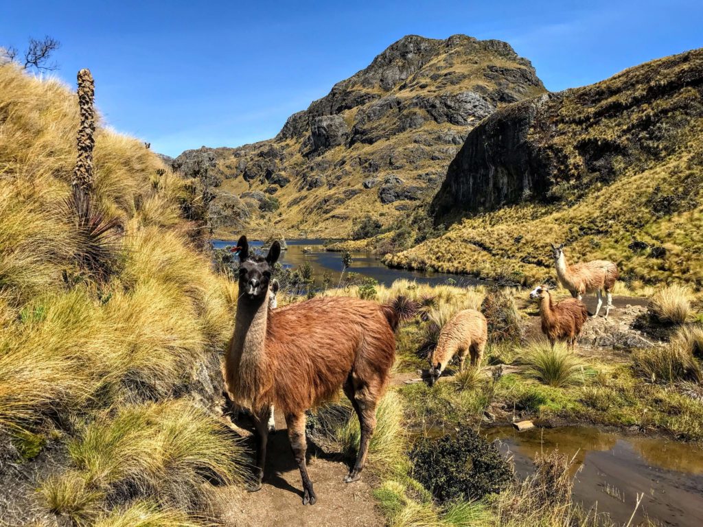 Cajas National Park Lama things to do in Ecuador