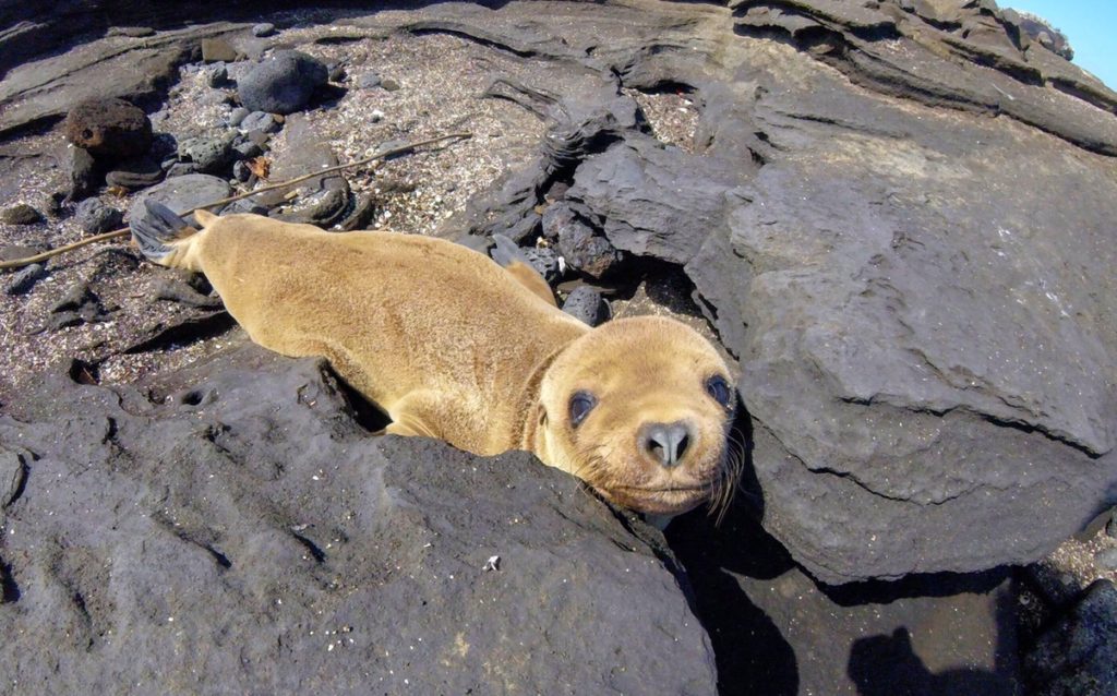 Sea Lion