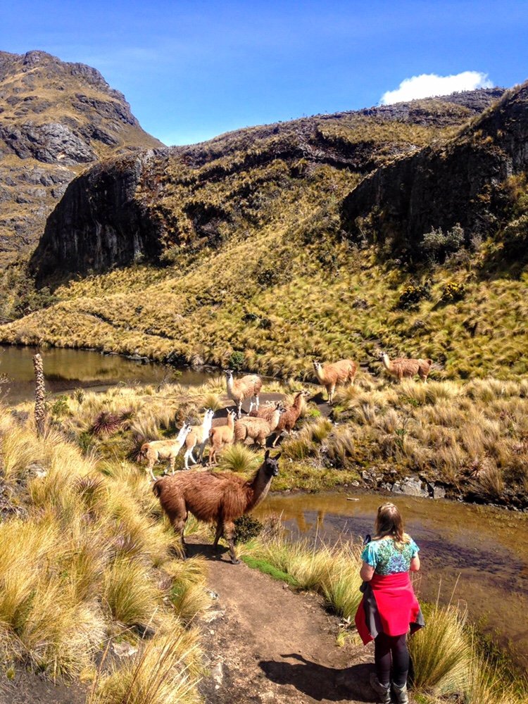Llamas in Cajas things to do in Ecuador