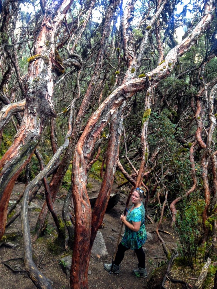 Forest of Cajas National Park things to do in Ecuador