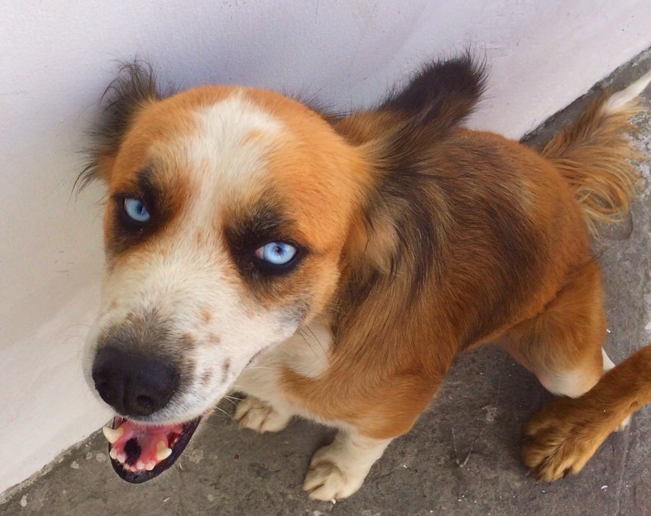 Princessa the adopted street dog