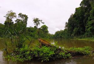 Lizard in Tortuguero Costa Rica