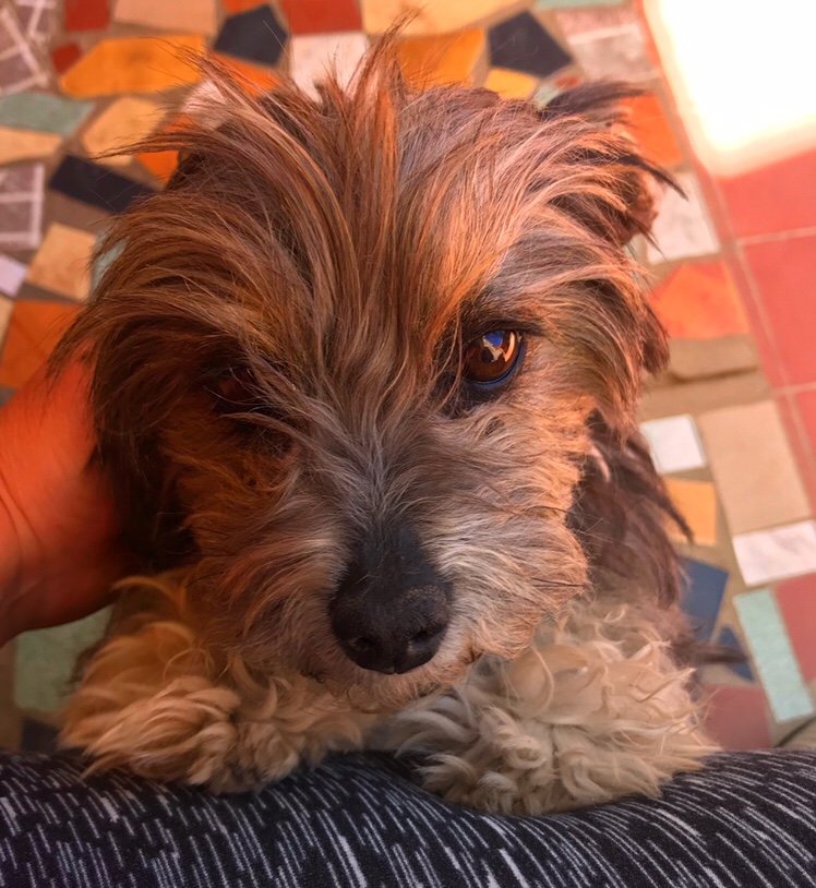 Puppy in Sucre distracting me from great podcasts