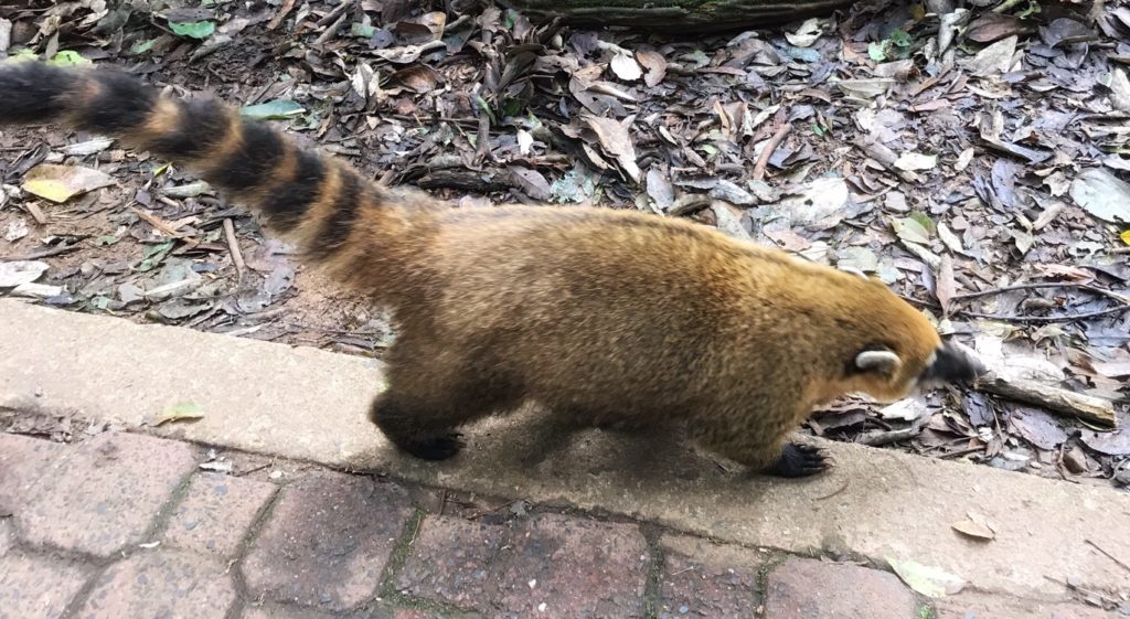 Coati at Iguazu Falls Argentina