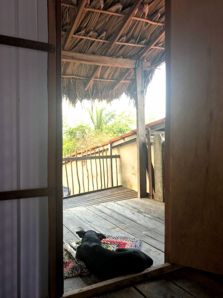 The dog guarding our hut in Lençóis Maranhenses National Park the Most beautiful place in the world